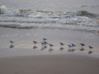 03 La Cote Belge   Oiseaux A Maree Haute